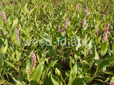 smartweed, water